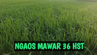 NGAOS MAWAR RICE AGE 36 HST