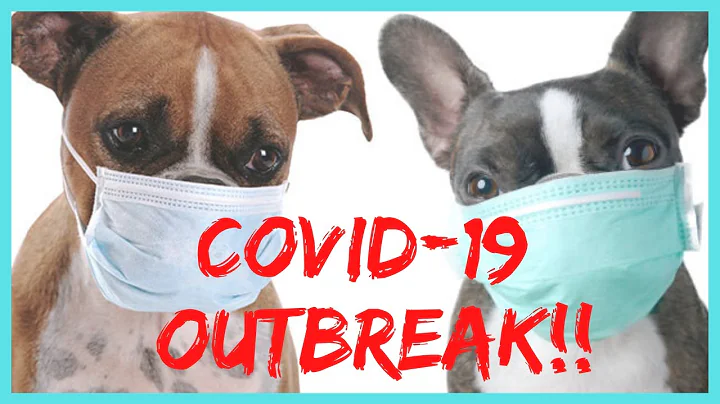 Coronavirus OUTBREAK in Dogs? – Everything You Need to Know! 😷
