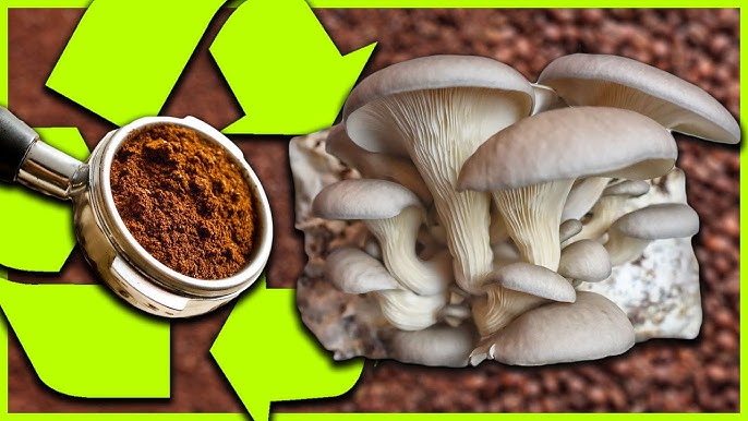 Comment cultiver des champignons facilement?