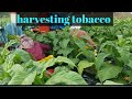 Japan farming harvesting tobacco leaves ate bie