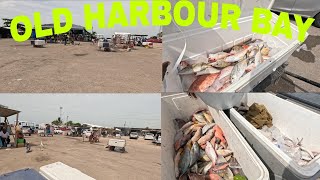 Celebrity JAMAICA'S BIGGEST FISH MARKET EMPTY BECAUSE OF THIS🇯🇲🇯🇲🇯🇲!!!!#jamaica #fishing #seafood Profile