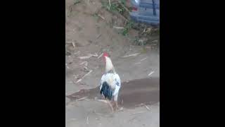 Download Lagu ayam ketawa MP3