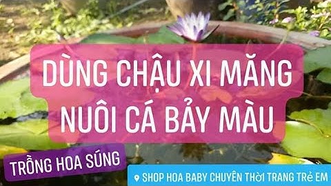 Nuôi cá bảy màu và trồng hoa súng trong chậu xi măng 2019 Final