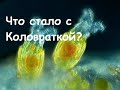 Куда пропала Коловратка? Не повторяйте этих ошибок при разведение живого корма для мальков.Обзор.