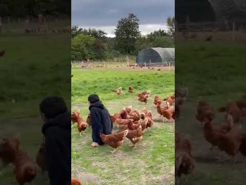 غانم المفتاح دجاجة دياية فروج فرخة جاجة اكتبها بلهجتك في غيرهم