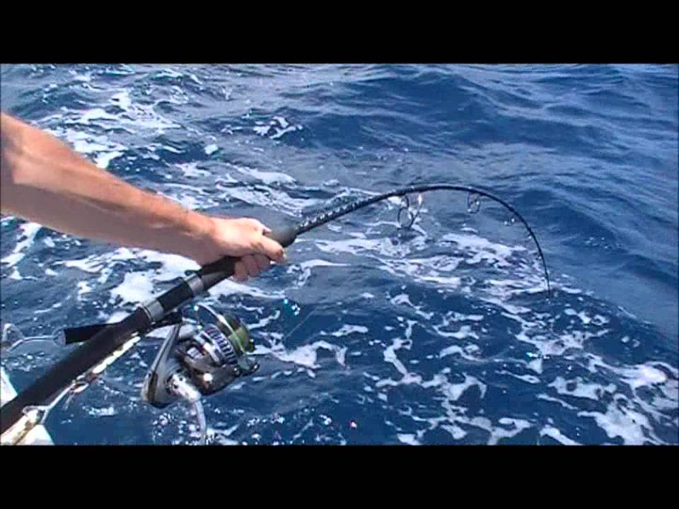 shark reel  World Sea Fishing Forums