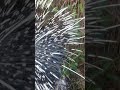 صيد النيص بسوريا الكبل صيد النيص بسوريا الكبل