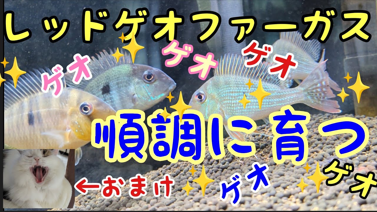 Breeding Red Geophagus Red Geophagus is this kind of fish ♫ - YouTube
