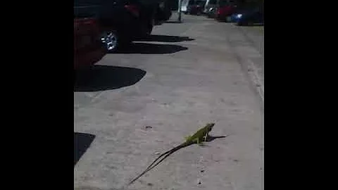 iguina en utuado