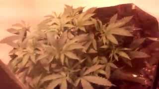 Lucifer OG clone update