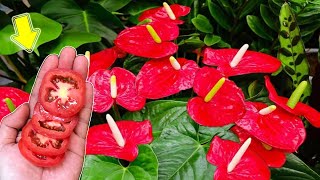 1 Slice Of Tomato Makes Anthurium Bloom Continuously All Year Long