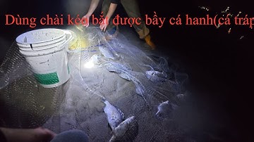 ​dùng chài bắt được bầy cá hanh (cá tráp) biển khủng @cẩm anh hhb