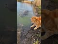 Just a "Cat" catching a "Cat"fish! 😂 #fishing #cat #shorts