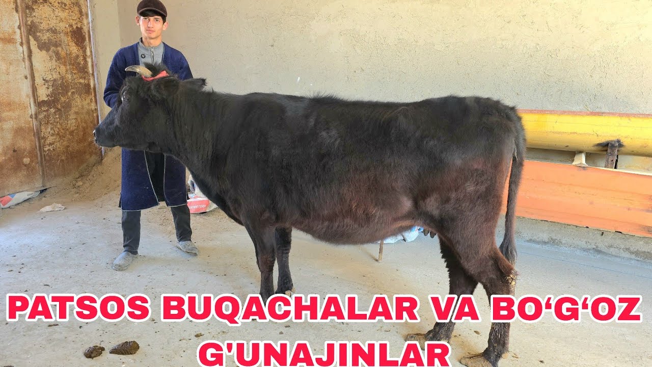 Iskandar ukamizdan yangi partiya patsos buqachalar va bo‘g‘oz sigirlar 28-fevral, 2026