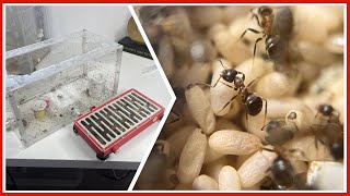 Ma colonie de fourmis va doubler de volume ! (Lasius emarginatus)