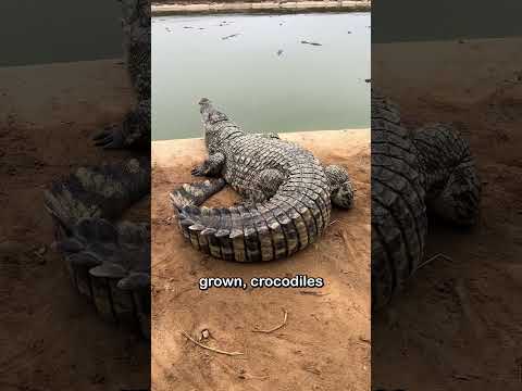 This is a hybrid crocodile cub, the offspring of a saltwater crocodile and a Siamese crocodile