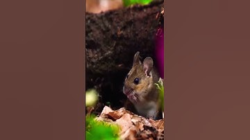 Sinh tồn khắc nghiệt của chuột đồng cỏ ! (Phần 1)