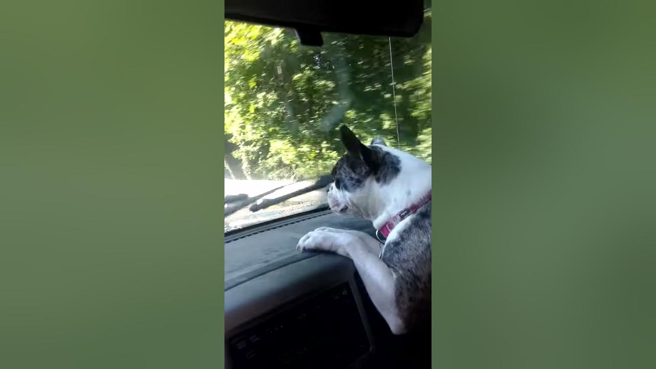 French Bulldog goes crazy on windshield wipers YouTube