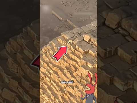 لاحظ وجود كلب على قمة أحد أكبر الأهرامات في مصر