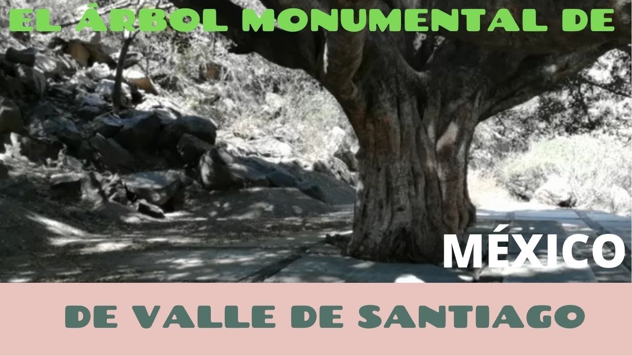 El árbol monumental en La Alberca, Valle de Santiago YouTube El árbol monumental en La Alberca, Valle de Santiago YouTube