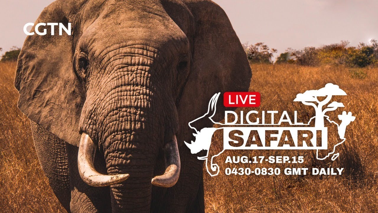 watch online safaris