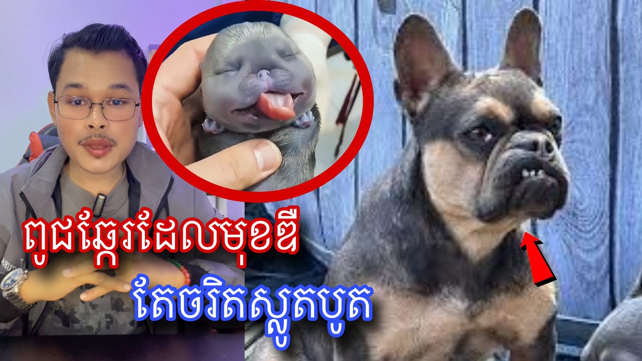 ពូជឆ្កែរដែលមានមាឌមាំ មុខឌឺ តែចរិតគួអោយស្រលាញ់ l Mr.Veasna