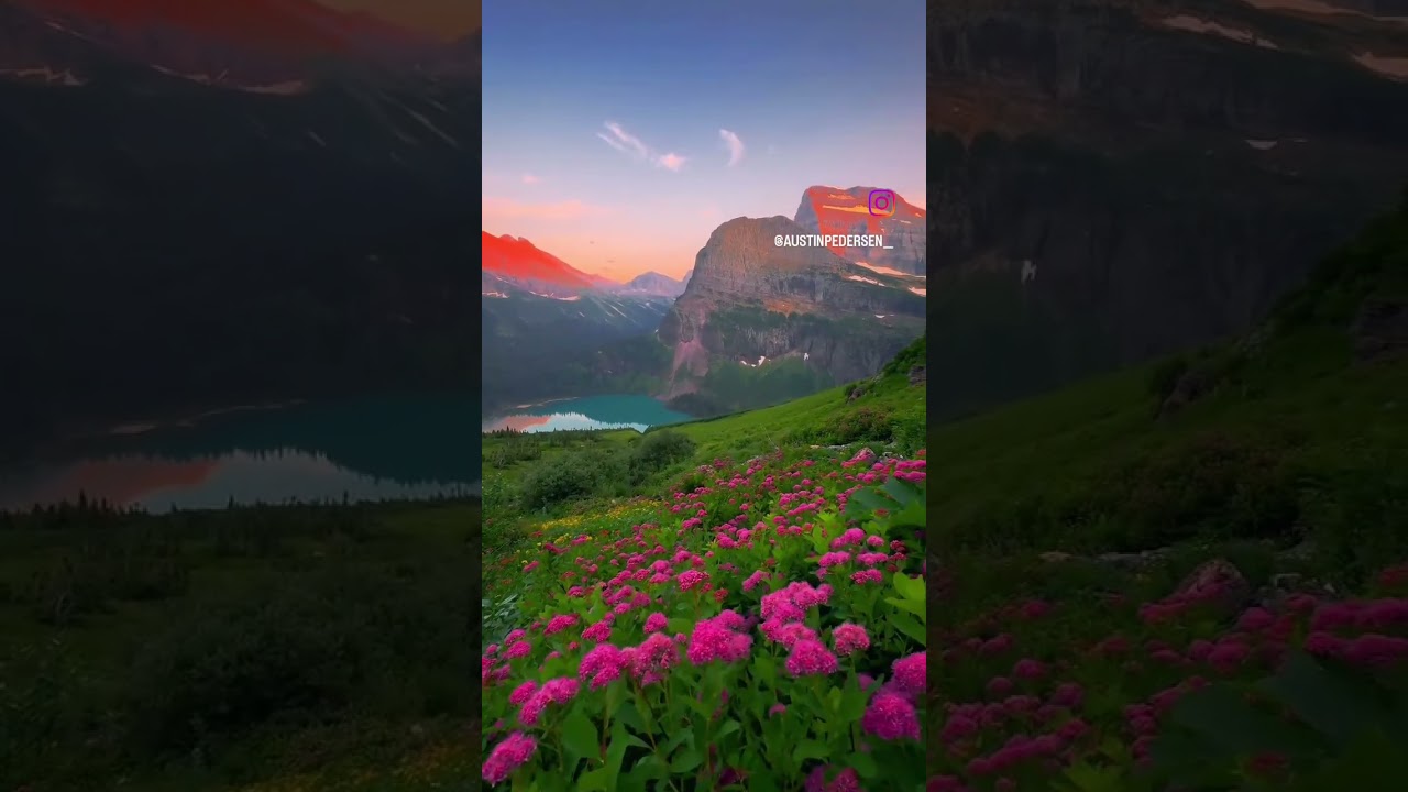 Glacier National Park wildflower season 