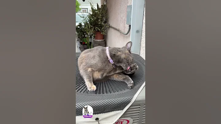 Video 11864321: cat cutecat funny, cat cute golden