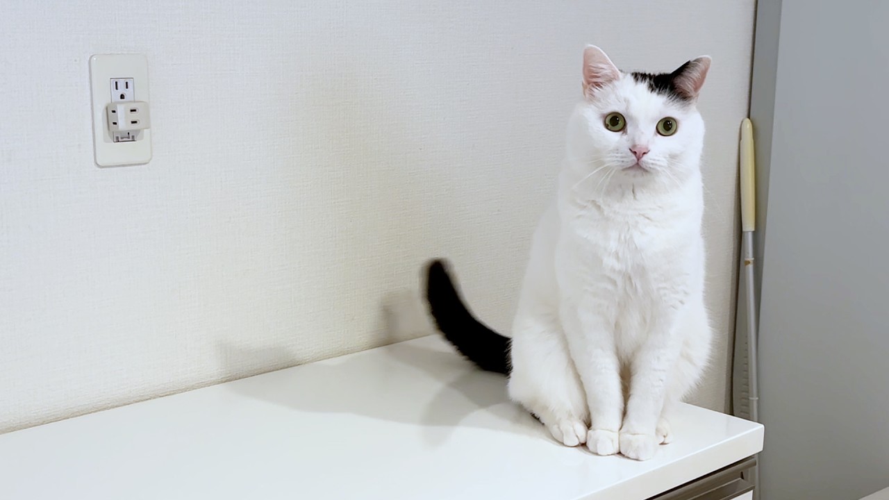 25.D1 白猫でもない不思議ちゃん When the appliances that were always there suddenly disappeared