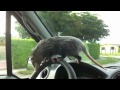 Possum Posse Sookie Hits the Road