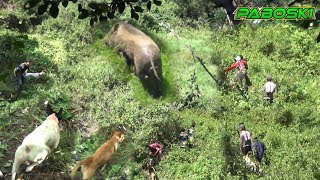 AKHIRNYA!!! PENGHUNI SAWAH INI KELUAR || BERBURU DI BUKIT KILAH || WILD BOAR HUNTS