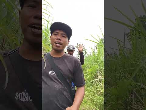 PETIK JAMBU KRISTAL DI TENGAH LAHAN TEBU