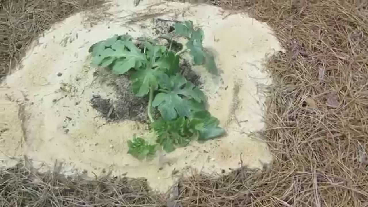 How to grow GIANT watermelons 