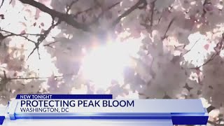Detailed Protecting peak bloom Profile