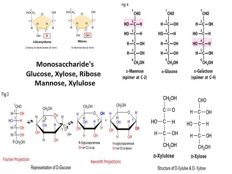 Hva er monosakarider #glukose #fruktose #enkle sukkerarter