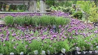 West Island Nursery - Presentation