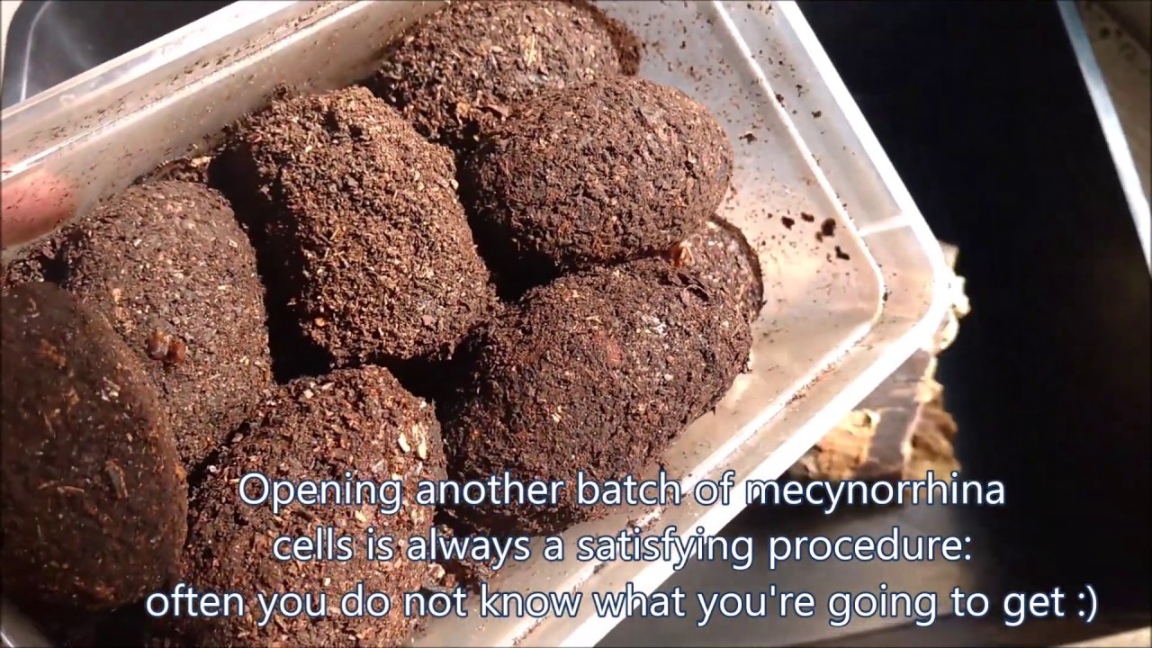 Giant flower beetles are getting out of their cells! More new mecynorrhina beetles emerge!