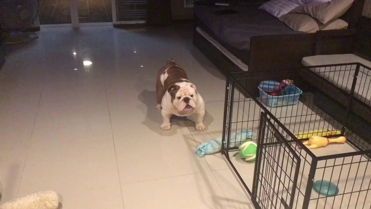 Angry Bulldog ลุงครกโกรธโหมดหงุดหงิด