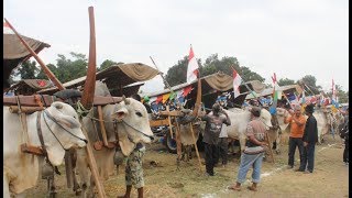 Arif Bajingan Sapi  Kelas 5 SD || Paguyuban Makarti Roso Manunggal || Grobag Sapi