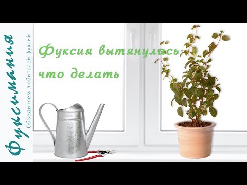 Фуксия вытянулась: что делать