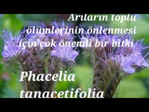 Video: Dantetli Phacelia Nedir: Mor Tansy Kır Çiçeği Yetiştirme Hakkında Bilgi Edinin