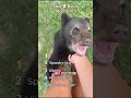 Top 5 Bear Moments! #animalvideos #funny #cute #bear #bears #animals #animal #cat #dog #kitty