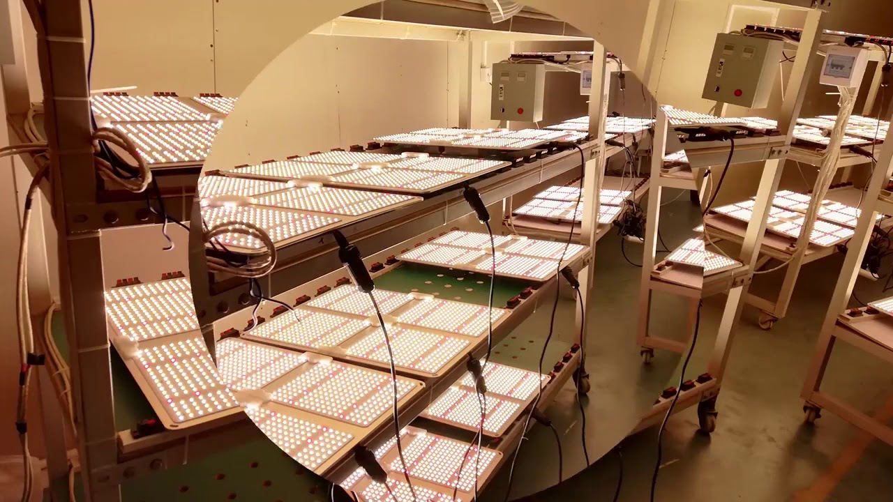 New LED Growing Light For Indoor Plants Quantum Board with SAMSUNG LM301B Meanwell Driver