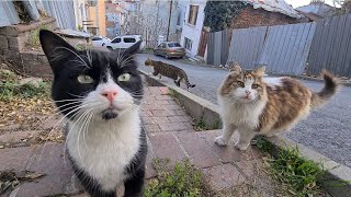 When you enter this street, dozens of cats gather around you.