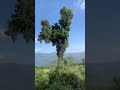 غابات الجزائر  mp3