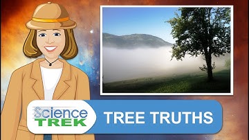 Trees: Tree Truths | Science Trek