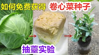 如何制作卷心菜种子洋白菜/圆白菜/结球甘蓝/包菜/高丽菜How does cabbage make seeds?