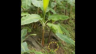 20160629 バナナ苗の植え場所に蟻の巣があったなら Musa Dwarf NamWa