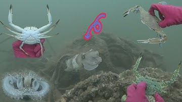 Lặn Biển Bắt Hải Sản -