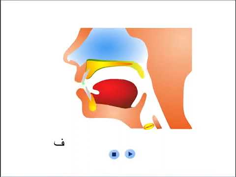 مخرج حرف الفاء ثلاثي الأبعاد